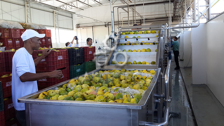 Caixa de Recepção e Lavador Tipo Borbulhador Combinado com Sistema de Transportador de Taliscas para Frutos Lavados